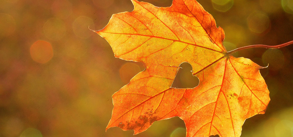 How To Boost Your Immune System In Autumn 2024